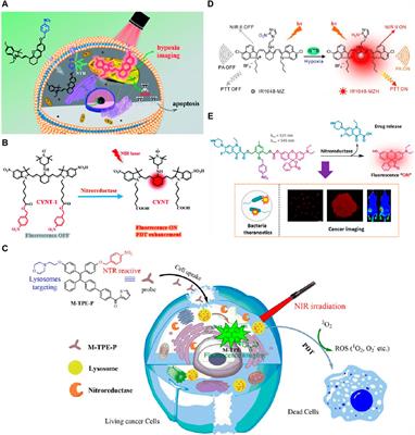 Recent advances and applications of nitroreductase activable agents for tumor theranostic